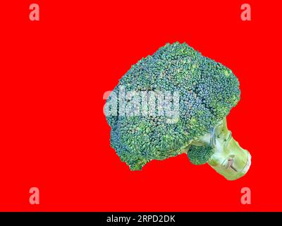 Une photo de brocoli vert debout avec un fond de couleur unie pour la photographie de nourriture et de natures mortes. Copier l'espace et l'objet isolé. Banque D'Images