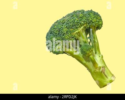 Une photo de brocoli vert debout avec un fond de couleur unie pour la photographie de nourriture et de natures mortes. Copier l'espace et l'objet isolé. Banque D'Images