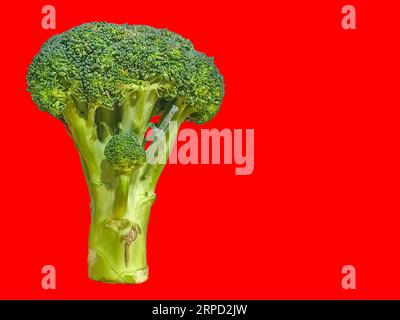 Une photo de brocoli vert debout avec un fond de couleur unie pour la photographie de nourriture et de natures mortes. Copier l'espace et l'objet isolé. Banque D'Images