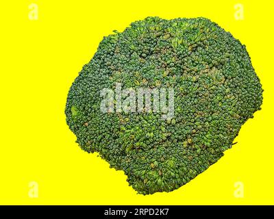 Une photo de brocoli vert debout avec un fond de couleur unie pour la photographie de nourriture et de natures mortes. Copier l'espace et l'objet isolé. Banque D'Images