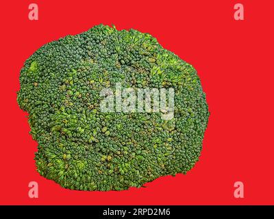 Une photo de brocoli vert debout avec un fond de couleur unie pour la photographie de nourriture et de natures mortes. Copier l'espace et l'objet isolé. Banque D'Images