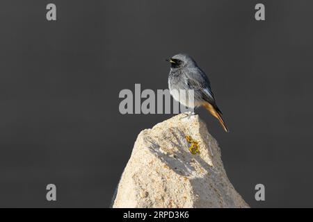 Black Redstart (Phoenicurus ochruros), Homme, Île de Portland, Dorset, Angleterre, ROYAUME-UNI Banque D'Images