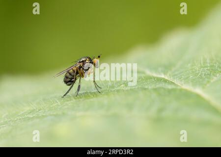 Mouche à pattes longues (Poecilobothrus sp.), Powerstock Common DWT Reserve, Dorset, Angleterre, Royaume-Uni Banque D'Images
