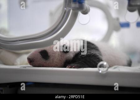 (190723) -- CHONGQING, 23 juillet 2019 -- une photo prise le 23 juillet 2019 montre un petit panda dans un incubateur au zoo de Chongqing, au sud-ouest de la Chine à Chongqing. Le zoo de Chongqing a organisé un événement mardi pour célébrer deux paires de jumeaux panda atteignant l'âge d'un mois. Deux pandas géants au zoo de Chongqing ont donné naissance à deux paires de jumeaux le 23 juin. CHINA-CHONGQING-PANDA CUBS (CN) TangxYi PUBLICATIONxNOTxINxCHN Banque D'Images