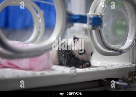 (190723) -- CHONGQING, 23 juillet 2019 -- une photo prise le 23 juillet 2019 montre un petit panda dans un incubateur au zoo de Chongqing, au sud-ouest de la Chine à Chongqing. Le zoo de Chongqing a organisé un événement mardi pour célébrer deux paires de jumeaux panda atteignant l'âge d'un mois. Deux pandas géants au zoo de Chongqing ont donné naissance à deux paires de jumeaux le 23 juin. CHINA-CHONGQING-PANDA CUBS (CN) TangxYi PUBLICATIONxNOTxINxCHN Banque D'Images