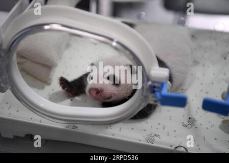 (190723) -- CHONGQING, 23 juillet 2019 -- une photo prise le 23 juillet 2019 montre un petit panda dans un incubateur au zoo de Chongqing, au sud-ouest de la Chine à Chongqing. Le zoo de Chongqing a organisé un événement mardi pour célébrer deux paires de jumeaux panda atteignant l'âge d'un mois. Deux pandas géants au zoo de Chongqing ont donné naissance à deux paires de jumeaux le 23 juin. CHINA-CHONGQING-PANDA CUBS (CN) TangxYi PUBLICATIONxNOTxINxCHN Banque D'Images