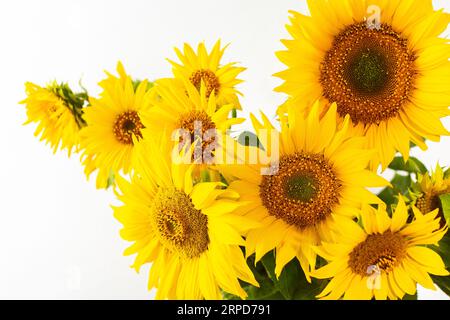 Bouquet rustique d'été en gros plan sur un fond blanc, tournesols décoratifs juteux lumineux Banque D'Images