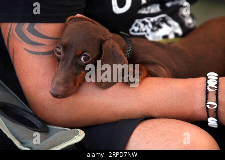 (190726) -- SPLIT, le 26 juillet 2019 -- Un chien est vu aux quatre expositions canines nocturnes d'été à Split, Croatie, le 25 juillet 2019.) CROATIE-SPLIT-ÉTÉ CHIEN DE NUIT MONTRE MIRANDAXCIKOTIC PUBLICATIONXNOTXINXCHN Banque D'Images