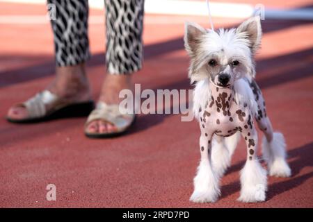 (190726) -- SPLIT, le 26 juillet 2019 -- Un chien est vu aux quatre expositions canines nocturnes d'été à Split, Croatie, le 25 juillet 2019.) CROATIE-SPLIT-ÉTÉ CHIEN DE NUIT MONTRE MIRANDAXCIKOTIC PUBLICATIONXNOTXINXCHN Banque D'Images