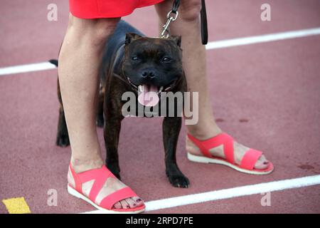 (190726) -- SPLIT, le 26 juillet 2019 -- Un chien est vu aux quatre expositions canines nocturnes d'été à Split, Croatie, le 25 juillet 2019.) CROATIE-SPLIT-ÉTÉ CHIEN DE NUIT MONTRE MIRANDAXCIKOTIC PUBLICATIONXNOTXINXCHN Banque D'Images