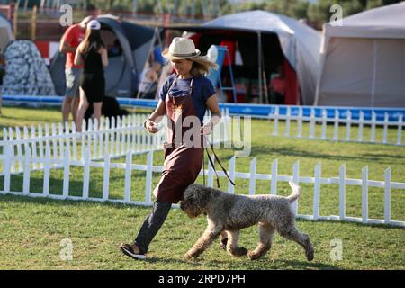 (190726) -- SPLIT, 26 juillet 2019 -- Une femme promène son chien aux quatre expositions canines nocturnes d'été à Split, Croatie, le 25 juillet 2019.) CROATIE-SPLIT-ÉTÉ CHIEN DE NUIT MONTRE MIRANDAXCIKOTIC PUBLICATIONXNOTXINXCHN Banque D'Images