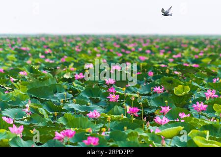 (190726) -- WUHAN, 26 juillet 2019 -- une photo prise le 15 août 2018 montre le paysage du lac Honghu dans la ville de Honghu, dans la province du Hubei en Chine centrale. Hubei a persisté dans la réforme et l'innovation et a été témoin de grandes réalisations en matière de développement au cours des 70 dernières années. CHINE-HUBEI-DÉVELOPPEMENT (CN) XiongxQi PUBLICATIONxNOTxINxCHN Banque D'Images