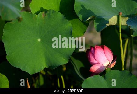 Libyen, Kämpfe in der Umgebung des Flughafens von Tripolis (190726) -- XI AN, 26 juillet 2019 -- une photo prise le 25 juillet 2019 montre une fleur de lotus dans la nouvelle ville de Fengdong de la nouvelle région de Xixian, province du Shaanxi au nord-ouest de la Chine.) CHINA-SHAANXI-LOTUS FLEURS (CN) LiuxXiao PUBLICATIONxNOTxINxCHN Banque D'Images