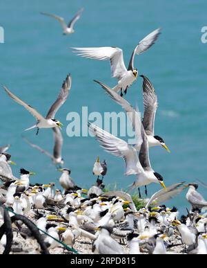 (190726) -- NINGBO, le 26 juillet 2019 -- des sternes à crête chinoise et des grandes sternes à crête sont observées dans la réserve naturelle de l'île de Jiushan, dans la province du Zhejiang de l'est de la Chine, le 24 juillet 2019. De juillet 24 à juillet 26, un total de 34 chercheurs et bénévoles chinois et américains sur les oiseaux de mer ont bagué les sternes à crête dans la réserve naturelle de l'île de Jiushan pour en apprendre davantage sur le modèle de migration des oiseaux, parmi lesquels certaines sont des sternes à crête chinoises, les espèces de sternes les plus menacées au monde. De nos jours, la population de sternes chinoises rares à crête a dépassé 100. ) CHINA-ZHEJIANG-NINGBO-CHINESE CRESTED TERN (CN) YINXXIAOSHENG BLI Banque D'Images