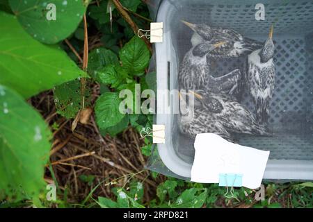 (190726) -- NINGBO, le 26 juillet 2019 -- des bébés oiseaux de sternes à crête bandés sont observés dans la réserve naturelle de l'île de Jiushan, dans la province du Zhejiang de l'est de la Chine, le 25 juillet 2019. De juillet 24 à juillet 26, un total de 34 chercheurs et bénévoles chinois et américains sur les oiseaux de mer ont bagué les sternes à crête dans la réserve naturelle de l'île de Jiushan pour en apprendre davantage sur le modèle de migration des oiseaux, parmi lesquels certaines sont des sternes à crête chinoises, les espèces de sternes les plus menacées au monde. De nos jours, la population de sternes chinoises rares à crête a dépassé 100. ) CHINE-ZHEJIANG-NINGBO-CHINE TERNE À CRÊTE (CN) YINXXIAOSHENG PUBLICATIONXNOTX Banque D'Images