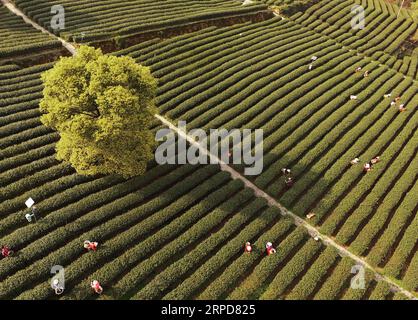 Libyen, Kämpfe in der Umgebung des Flughafens von Tripolis (190726) -- CHONGQING, 26 juillet 2019 -- une photo aérienne prise le 18 mars 2019 montre des gens cueillir des feuilles de thé printanier à Baixiang Mountain, dans le sud-ouest de la Chine, à Chongqing. Située dans le sud-ouest de la Chine, Chongqing est la seule municipalité du centre et de l'ouest de la Chine. Construite sur les montagnes et partiellement entourée par les rivières Yangtze et Jialing, elle est connue comme une ville de montagne et une ville sur les rivières. Il sert de centre économique et culturel majeur dans l'ouest de la Chine. Avec ses caractéristiques topographiques spéciales, Chongqing a le paysage unique de mountai Banque D'Images