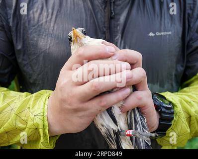 (190726) -- NINGBO, le 26 juillet 2019 -- Un volontaire tient un bébé oiseau de sterne à crête dans la réserve naturelle de l'île de Jiushan, dans la province du Zhejiang de l'est de la Chine, le 25 juillet 2019. De juillet 24 à juillet 26, un total de 34 chercheurs et bénévoles chinois et américains sur les oiseaux de mer ont bagué les sternes à crête dans la réserve naturelle de l'île de Jiushan pour en apprendre davantage sur le modèle de migration des oiseaux, parmi lesquels certaines sont des sternes à crête chinoises, les espèces de sternes les plus menacées au monde. De nos jours, la population de sternes chinoises rares à crête a dépassé 100. ) CHINE-ZHEJIANG-NINGBO-CHINE TERNE À CRÊTE (CN) YINXXIAOSHENG PUBLICATIONXNO Banque D'Images