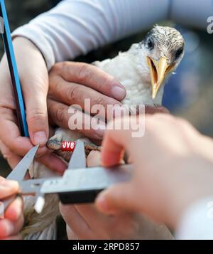 (190726) -- NINGBO, le 26 juillet 2019 -- des membres du personnel mesurent une sterne à crête dans la réserve naturelle de l'île de Jiushan, dans la province du Zhejiang de l'est de la Chine, le 25 juillet 2019. De juillet 24 à juillet 26, un total de 34 chercheurs et bénévoles chinois et américains sur les oiseaux de mer ont bagué les sternes à crête dans la réserve naturelle de l'île de Jiushan pour en apprendre davantage sur le modèle de migration des oiseaux, parmi lesquels certaines sont des sternes à crête chinoises, les espèces de sternes les plus menacées au monde. De nos jours, la population de sternes chinoises rares à crête a dépassé 100. ) CHINE-ZHEJIANG-NINGBO-CHINE TERNE À CRÊTE (CN) YINXXIAOSHENG PUBLICATIONXNOTXINXCHN Banque D'Images