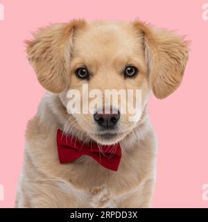 portrait de petit chiot golden retriever avec noeud papillon rouge regardant vers l'avant et assis devant le fond rose Banque D'Images