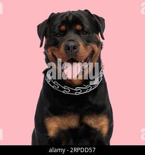 joyeux chiot rottweiler avec collier sortant de la langue et haletant, regardant vers l'avant et assis devant le fond rose en studio Banque D'Images