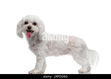 vue de côté de happy little bichon chiot haletant avec la langue exposée tout en se tenant devant le fond blanc dans le studio Banque D'Images