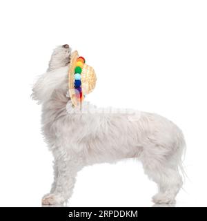 vue de côté de curieux petit chien bichon avec chapeau coloré regardant vers le haut et attendant la nourriture tout en se tenant sur fond blanc Banque D'Images