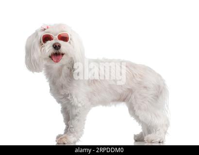 vue de côté du doux petit chien bichon avec des lunettes de soleil sortant de la langue et haletant devant le fond blanc dans le studio Banque D'Images