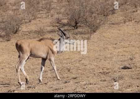 Un jeune Eland marche seul à travers la végétation aride sèche du parc national transfrontalier de Kgalagadi Banque D'Images