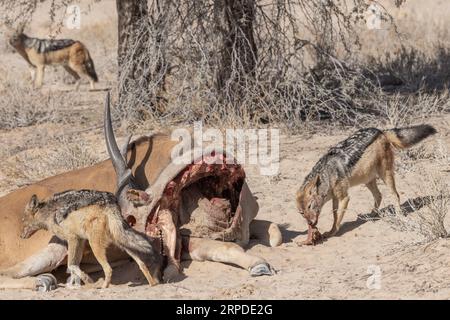 Un groupe de chacals à dos noir régalent une carcasse rouge la plus dure sous le soleil matinal du parc national transfrontalier de Kgalagadi Banque D'Images