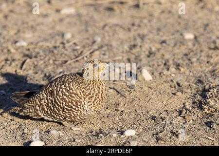 Un grouse de sable de Namaqua s'arrête pendant un moment en train de se nourrir dans l'habitat aride du parc national transfrontalier de Kgalagadi, en Afrique du Sud Banque D'Images