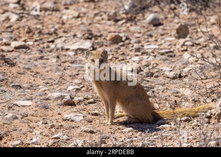 Une mangouste jaune est assise au soleil montrant sa queue touffue avec une pointe blanche dans le parc national transfrontalier de Kgalagadi, en Afrique du Sud Banque D'Images