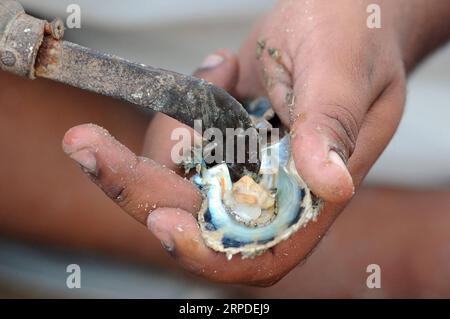 (190801) -- KUWAIT CITY, 1 août 2019 (Xinhua) -- Un plongeur cherche des perles dans un obus, à Kuwait City, Koweït, le 1 août 2019. Le 31e voyage de plongée Pearl s'est terminé jeudi à Koweït City. Au moins 195 jeunes Koweïtiens ont participé à l'événement et sont revenus avec leur récolte de perles. (Photo Gazi/Xinhua) KOWEÏT-KOWEÏT VILLE-PERLE MOISSON PUBLICATIONxNOTxINxCHN Banque D'Images