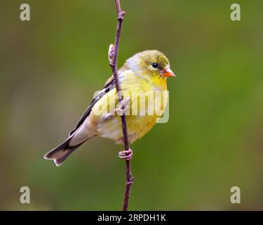 Femelle Goldfinch perchée sur une branche de bourgeon printanier avec un fond vert dans son environnement et son habitat. American Goldfinch. Banque D'Images