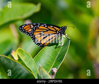 Monarch Butterfly vue de côté en gros plan perché sur une plante avec un fond vert flou dans son environnement et son habitat environnant. Banque D'Images