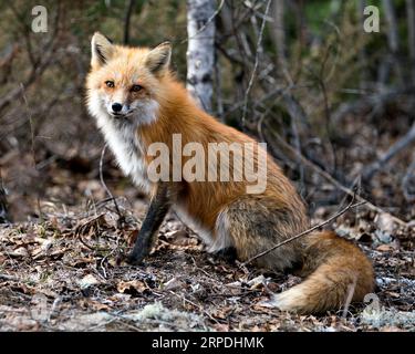 Renard roux assis sur fond de feuilles brunes au printemps montrant queue de renard, fourrure, dans son environnement et habitat avec un fond de forêt floue Banque D'Images