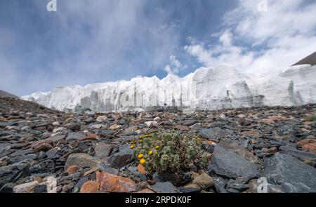 (190806) -- NGARI, 6 août 2019 -- une photo prise le 4 août 2019 montre les fleurs au pied d'un glacier dans le comté de Rutog de la préfecture de Ngari, dans la région autonome du Tibet du sud-ouest de la Chine. Jigme Dorje) CHINA-TIBET-GLACIER-SCENERY(CN) JinxMeiduoji PUBLICATIONxNOTxINxCHN Banque D'Images