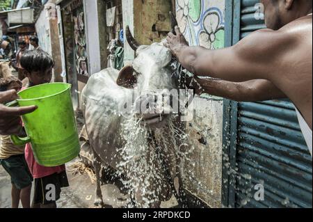 (190807) -- BEIJING, 7 août 2019 -- des gens lavent une vache près d'un marché de bétail avant le festival de l'Aïd al-Adha à Kolkata, Inde, le 6 août 2019.) PHOTOS XINHUA DU JOUR TumpaxMondal PUBLICATIONxNOTxINxCHN Banque D'Images