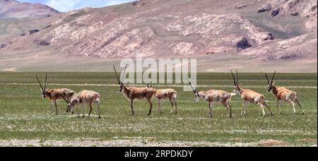 (190807) -- PÉKIN, 7 août 2019 -- une photo prise le 4 août 2019 montre des antilopes tibétaines dans le comté de Nyima de Nagqu, dans la région autonome du Tibet du sud-ouest de la Chine.) PHOTOS XINHUA DU JOUR Chogo PUBLICATIONxNOTxINxCHN Banque D'Images