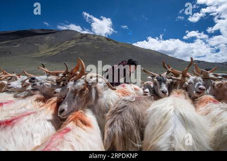 (190807) -- BEIJING, 7 août 2019 -- Une bergère traite des moutons dans le comté de Rutog de la préfecture de Ngari, région autonome du Tibet du sud-ouest de la Chine, 4 août 2019. Le secteur agricole chinois a connu une croissance rapide au cours des 70 dernières années, avec une production céréalière multipliée par 4,8, selon un rapport du Bureau national des statistiques (NBS). La production céréalière de la Chine a augmenté à un taux annuel moyen de 2,6 pour cent à partir de 1949 pour atteindre 658 milliards de kg en 2018, parvenant à nourrir environ 20 pour cent de la population mondiale avec seulement moins de 9 pour cent des terres arables mondiales, selon le rapport. Le comtr Banque D'Images