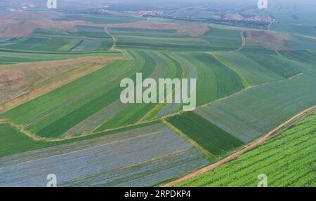 (190807) -- PÉKIN, 7 août 2019 -- une photo aérienne prise le 28 juillet 2019 montre des champs agricoles dans le district de gestion de Saibei à Zhangjiakou, dans la province du Hebei du nord de la Chine. Le secteur agricole chinois a connu une croissance rapide au cours des 70 dernières années, avec une production céréalière multipliée par 4,8, selon un rapport du Bureau national des statistiques (NBS). La production céréalière de la Chine a augmenté à un taux annuel moyen de 2,6 pour cent à partir de 1949 pour atteindre 658 milliards de kg en 2018, parvenant à nourrir environ 20 pour cent de la population mondiale avec seulement moins de 9 pour cent des terres arables mondiales, selon le rapport. Banque D'Images