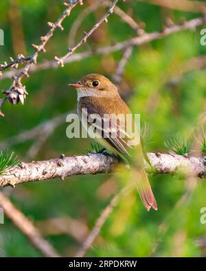 Willow Flycatcher vue latérale rapprochée perchée sur une branche avec fond vert dans son environnement et habitat environnant. Banque D'Images