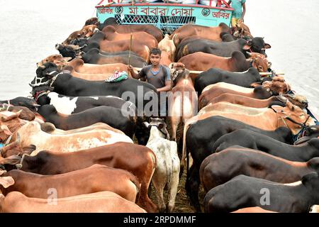 (190808) -- BEIJING, le 8 août 2019 () -- des bovins sont transportés à bord d'un navire à Dhaka, au Bangladesh, le 7 août 2019. Avec le festival de l'Aïd al-Adha qui approche à grands pas, les marchés aux bovins de Dhaka regorgent maintenant de centaines de milliers d'animaux sacrificiels. (Str/) PHOTOS DU JOUR Xinhua PUBLICATIONxNOTxINxCHN Banque D'Images