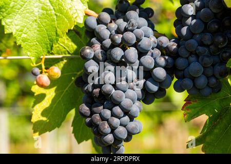 Raisins mûrs Pinot Noir dans le Palatinat. Le millésime 2023 est exceptionnellement bon Banque D'Images