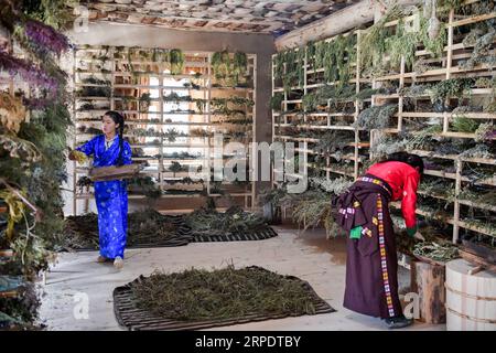 (190811) -- RANGTANG, 11 août 2019 -- les étudiants apprenant les techniques traditionnelles tibétaines de fabrication d'encens sélectionnent des herbes à un atelier d'encens dans le comté de Rangtang, province du Sichuan au sud-ouest de la Chine, 10 août 2019.) CHINE-SICHUAN-RANGTANG-ENCENS (CN) ZhangxChaoqun PUBLICATIONxNOTxINxCHN Banque D'Images