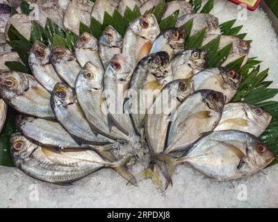 Le poisson Malabar trevally ou Carangoides malabaricus est soigneusement disposé sur de la glace pilée dans le supermarché. Photographie culinaire. Banque D'Images