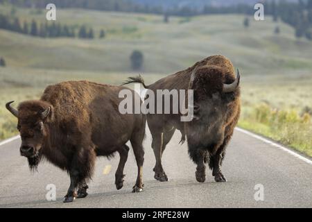 Bison de taureau battant des bisons de vache femelles le long de la route dans le parc national de Yellowstone pendant l'ornière d'août Banque D'Images