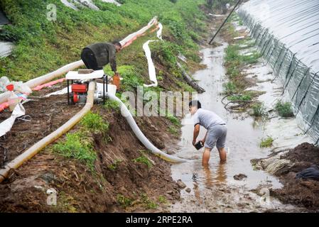 (190812) -- SHOUGUANG, 12 août 2019 -- des agriculteurs se débarrassent de l'eau d'une serre inondée à la suite du typhon Lekima dans le village de Dongfangxi, dans le canton de Jitai, à Shouguang, dans la province du Shandong de l'est de la Chine, le 12 août 2019. Les eaux de crue ont inondé 18 000 serres de légumes à Shouguang, une importante base de production de légumes en Chine, après que le typhon Lekima y eut fait des ravages avec des pluies torrentielles et de forts coups de vent.) CHINA-SHANDONG-SHOUGUANG-TYPHOON-FLOOD-AFTERMATH (CN) WANGXKAI PUBLICATIONXNOTXINXCHN Banque D'Images