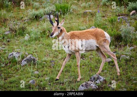 pronghorn (Antilocapra americana), Parc national de Yellowstone, Wyoming, États-Unis d'Amérique Banque D'Images