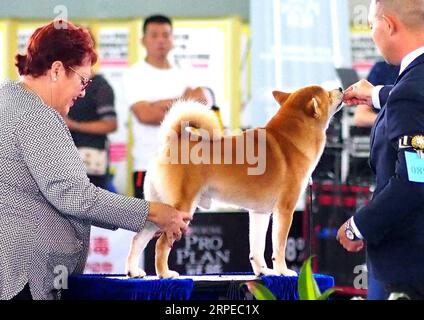(190824) -- SHANGHAI, 24 août 2019 -- Un chien prend part à un match lors de la 22e foire PET Asia à Shanghai, dans l'est de la Chine, le 24 août 2019. Le 22e salon des animaux de compagnie Asia, qui durera cinq jours, a accueilli sa première journée publique samedi. ) CHINA-SHANGHAI-PET FAIR ASIA-PUBLIC DAY (CN) CHENXFEI PUBLICATIONXNOTXINXCHN Banque D'Images