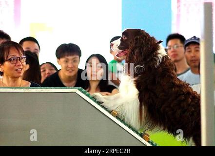(190824) -- SHANGHAI, 24 août 2019 -- les gens regardent un chien grimper lors de la 22e Foire des animaux en Asie à Shanghai, dans l'est de la Chine, le 24 août 2019. Le 22e salon des animaux de compagnie Asia, qui durera cinq jours, a accueilli sa première journée publique samedi. ) CHINA-SHANGHAI-PET FAIR ASIA-PUBLIC DAY (CN) CHENXFEI PUBLICATIONXNOTXINXCHN Banque D'Images